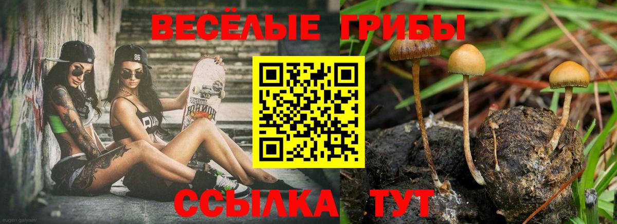 Псилоцибиновые грибы GOLDEN TEACHER Балтийск