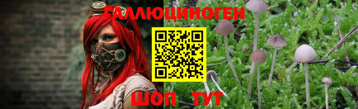 Псилоцибиновые грибы MAGIC MUSHROOMS  купить наркотики сайты  Балтийск  Псилоцибиновые грибы Cubensis  Вход с VPN 